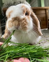 Bunny enjoying grass