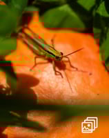 a grasshopper on a pumpkin
