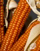 corn on the cob