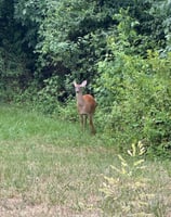 Deer are very common in the area. 