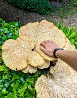 a person holding a mushroom on a tree stump. Dryads Saddle or Polyporus squamosus