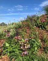 ogród bylinowy, projektowanie ogrodów naturalnych, architektura krajobrazu