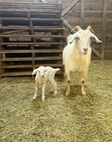 Eira (doeling)
