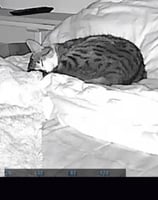 Videoüberwachung Katzenbetreuung, 24/7