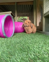 rabbit in outdoor suite Ballinderry Boarding