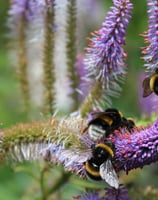 a bunch of bees on a flowery plant