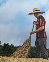 a man in a straw hat is holding a broom moving coffee beans