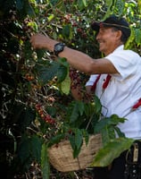 a man dyes a basket of coffee beans in El Salvador