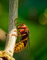 frelon asiatique sur une branche en gros plan