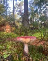 Toadstool in Montreathmont Forest