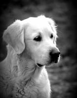 golden retriever élevage près d'ales