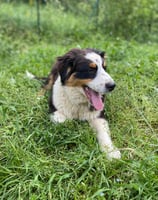 chien heureux en pension près d'ales