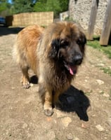 chien profitant du soleil en pension chez nanette