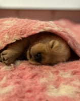 chiot golden retriever sous une couverture