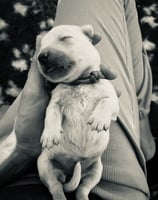 bébé golden retriever qui vient de naitre