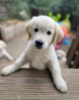 beau chiot golden retriever qui regarde sur planche de bois