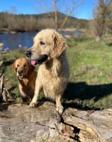 golden retriever en balade sortis de l'eau
