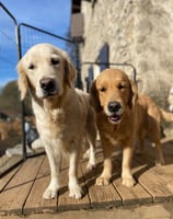 deux golden retriever élevage du respechas ales