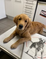 chiot golden retriever chez le vétérinaire a alès
