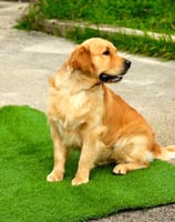 golden retriever sur tapis d'herbe qui regarde derrière 