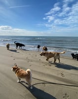 balade canine a la plage pour les chiens de la pension chez nanette