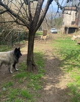 chiens dans le parc de la pension de chez nanette