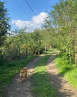 balade chiens a la pension chez nanette en campagne près d'ales