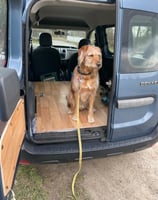 Hund sitzt im Innenraum des Dacia Dokker Campers und blickt neugierig nach draußen – bereit für das 