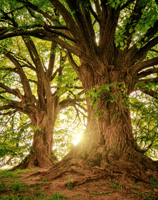 A sturdy tree with visible roots can represent stability, growth and connection to the earth.