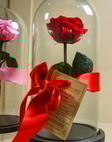 rosas preservadas pereira