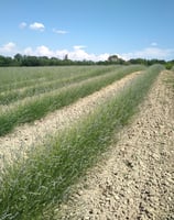 champs de lavande