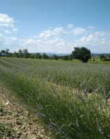 paysage agricole
