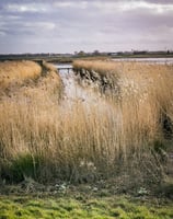 lush green field at Rainham Marshes