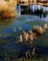 a pond with a few plants at Rainham Marshes