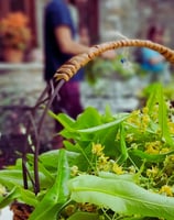 Tilia - Linden flowers workshop at Estia Pelion , at Portaria with Medical herbalist Manos Manolis
