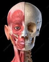 a human head and neck muscles anatomy of the human head