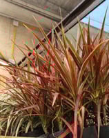 a potted red plant