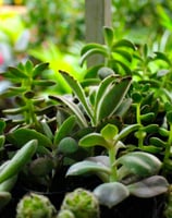 a bunch of succulente plants in a potted container