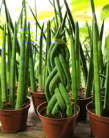 a variety of plants in pots on a table