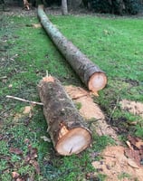 Tree down ready for cutting and tidying up