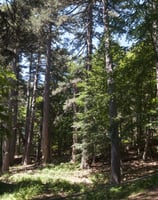 A forest of trees in Sila