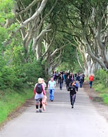 The Dark Hedges, a filming location in the Game of Thrones and Transformers