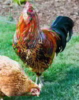 A rooster with a beard and a hen on the grass