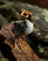 Gold Wyandotte chick