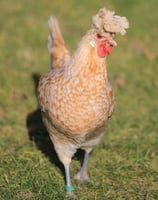 Appenzeller Spitzhauben hen