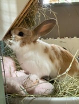 Rabbit in foraging tray