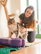 Übungen auf einem Balance Kissen mit einer Katze