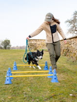 Cavaletti Training mit einem Hund