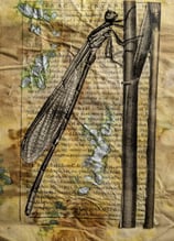 vintage libellula
