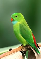 bird